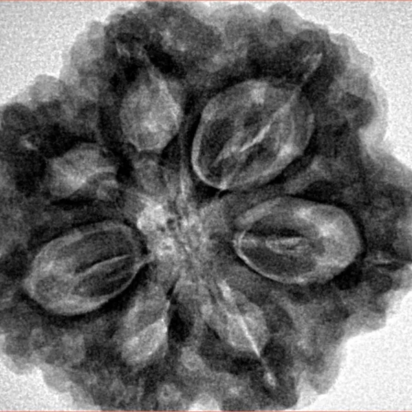 7 Mukhi Rudraksha 29.5mm 8.39gm - Inverse xray