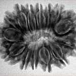14 Mukhi Rudraksha 30.1mm 5.4gm - Inverse xray