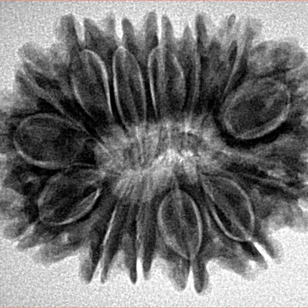 14 Mukhi Rudraksha 30.1mm 5.4gm - Inverse xray