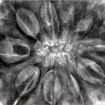 10 Mukhi Rudraksha 36.2mm 11.2gm - Inverse xray