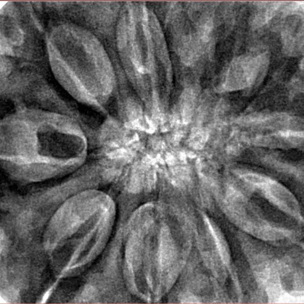 10 Mukhi Rudraksha 36.2mm 11.2gm - Inverse xray
