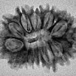 14 Mukhi Rudraksha 26.2mm 2.53gm - Inverse xray