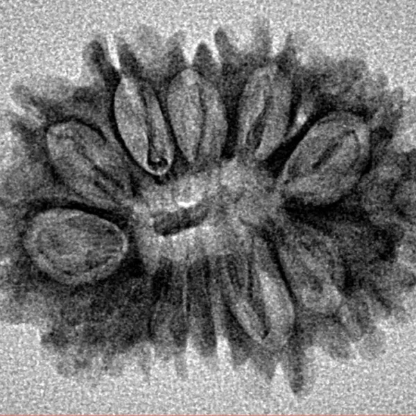 14 Mukhi Rudraksha 26.2mm 2.53gm - Inverse xray