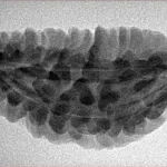 1 Mukhi Rudraksha 34.5mm 4.09gm - Inverse xray