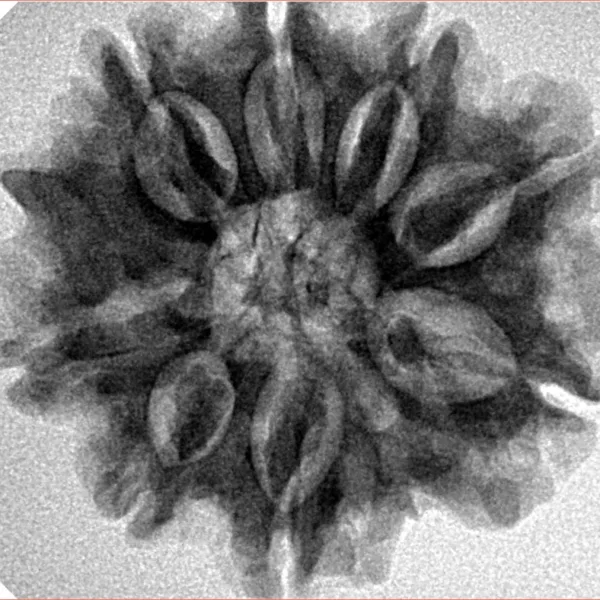 8 Mukhi Ganesh 26.7mm 5.54gm - Inverse xray