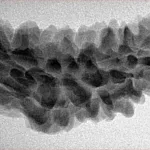 1 Mukhi Rudraksha 37.7mm 4.36gm - Inverse xray