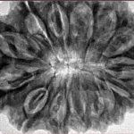14 Mukhi Rudraksha 34.6mm 8.1gm - Inverse xray