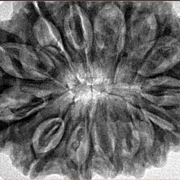 14 Mukhi Rudraksha 34.6mm 8.1gm - Inverse xray