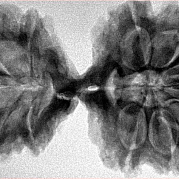 11 MK Gaurishankar 41.9mm 8.05gm - Inverse xray