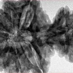 15 Mukhi Garbh Gauri 40.1mm 8.76gm - Inverse xray