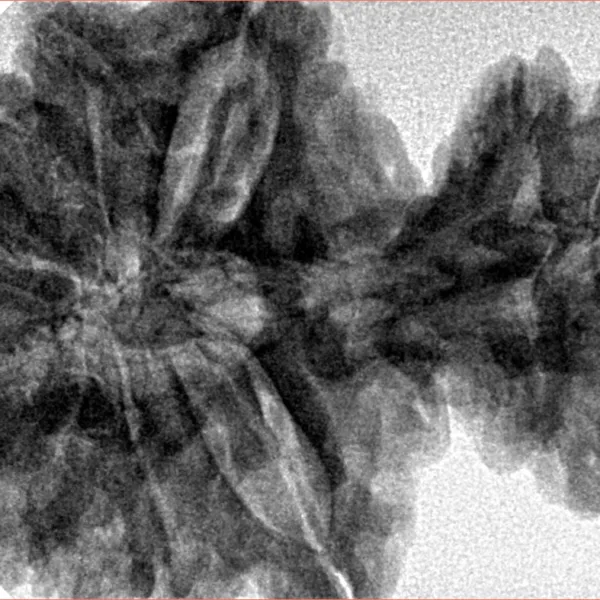 15 Mukhi Garbh Gauri 40.1mm 8.76gm - Inverse xray