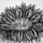16 Mukhi Rudraksha 32.2mm 4.89gm - Inverse xray