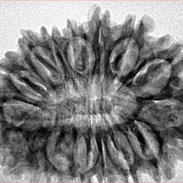 16 Mukhi Rudraksha 32.2mm 4.89gm - Inverse xray