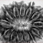 13 Mukhi Rudraksha 31.9mm 6.22gm - Inverse xray