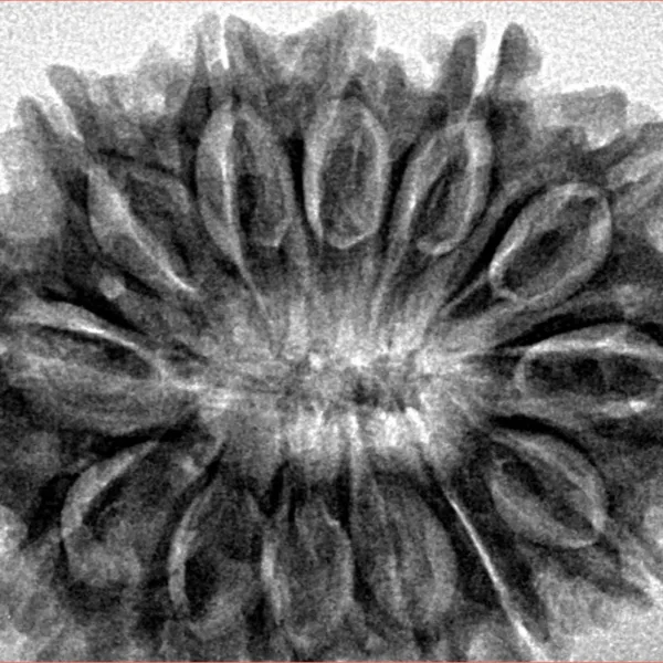 13 Mukhi Rudraksha 31.9mm 6.22gm - Inverse xray