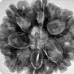 7 Mukhi Rudraksha 28.8mm 7.38gm - Inverse xray