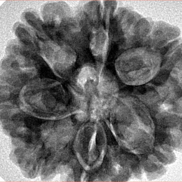7 Mukhi Rudraksha 28.8mm 7.38gm - Inverse xray
