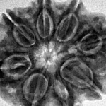 8 Mukhi Rudraksha 28.9mm 6.48gm - Inverse xray
