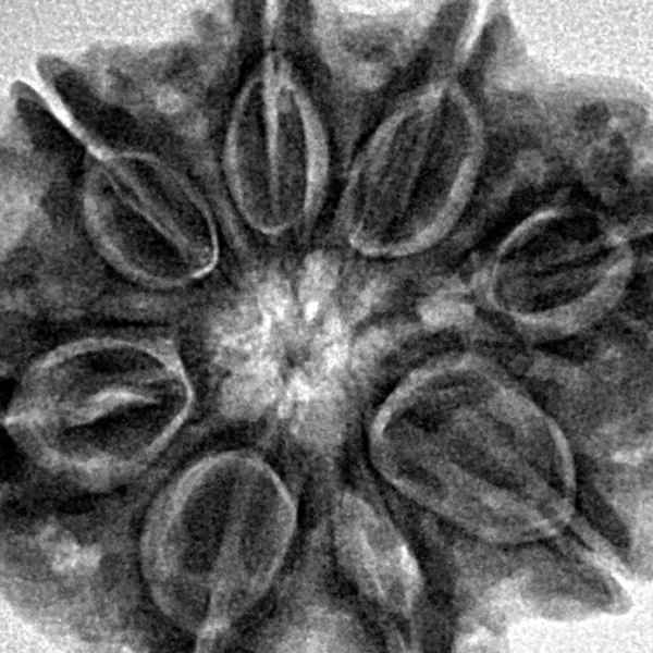 8 Mukhi Rudraksha 28.9mm 6.48gm - Inverse xray