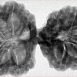 11 MK Gaurishankar 41.6mm 9.27gm - Inverse xray