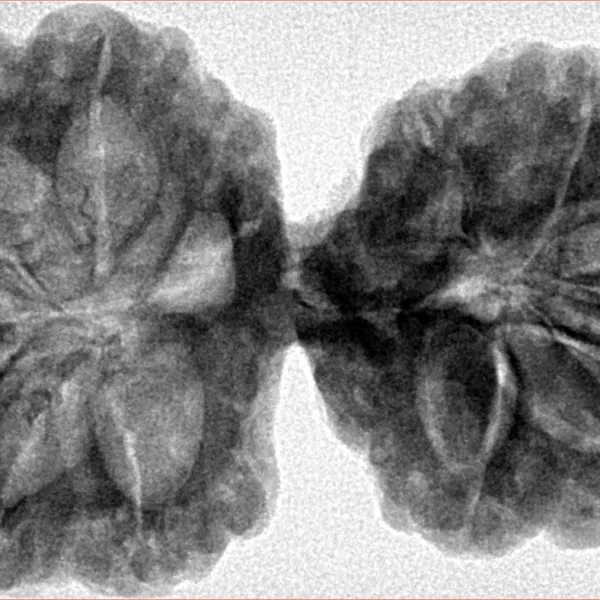11 MK Gaurishankar 41.6mm 9.27gm - Inverse xray