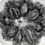 8 Mukhi Rudraksha 30mm 8gm - Inverse xray