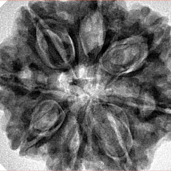 8 Mukhi Rudraksha 30mm 8gm - Inverse xray