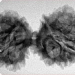 13 Mukhi Gaurishankar 38.9mm 5.74gm - Inverse xray