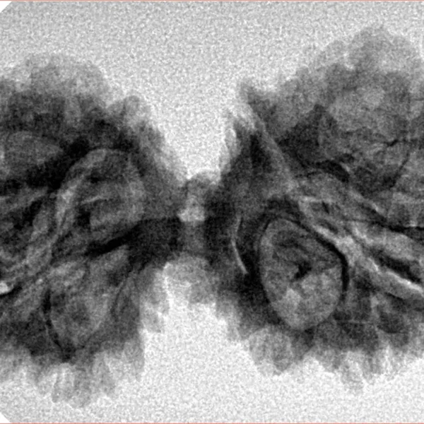 13 Mukhi Gaurishankar 38.9mm 5.74gm - Inverse xray