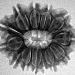 13 Mukhi Rudraksha 24.8mm 3.49gm - Inverse xray