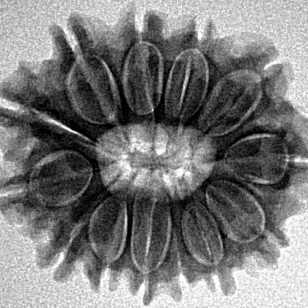 13 Mukhi Rudraksha 24.8mm 3.49gm - Inverse xray