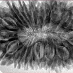 20 Mukhi Rudraksha 37.5mm 8.35gm - Inverse xray