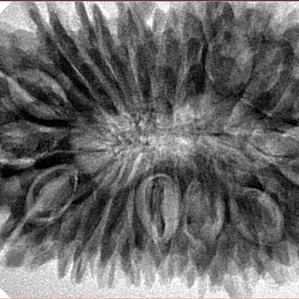 20 Mukhi Rudraksha 37.5mm 8.35gm - Inverse xray