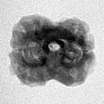 2 Mukhi Rudraksha 22.5mm 1.76gm - Inverse xray
