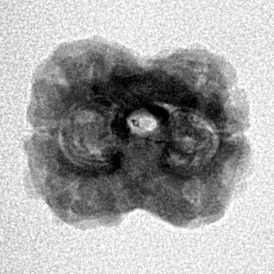 2 Mukhi Rudraksha 22.5mm 1.76gm - Inverse xray