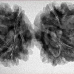 9 MK Gaurishankar 40.4mm 7.4gm - Inverse xray