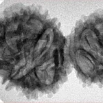 13 Mukhi Garbhgauri 36.7mm 4.86gm - Inverse xray