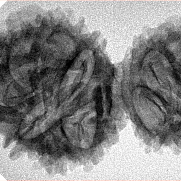 13 Mukhi Garbhgauri 36.7mm 4.86gm - Inverse xray