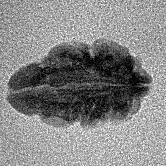 1 Mukhi Rudraksha 16.2mm 0.64gm - Inverse xray