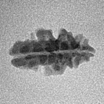 1 Mukhi Rudraksha 16.2mm 0.45gm - Inverse xray