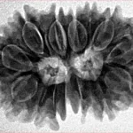 14 Mk Gaurishankar 27.9mm 4.42gm - Inverse xray