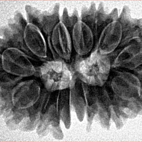 14 Mk Gaurishankar 27.9mm 4.42gm - Inverse xray