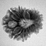 14 Mukhi Rudraksha 21.1mm 2.43gm - Inverse xray