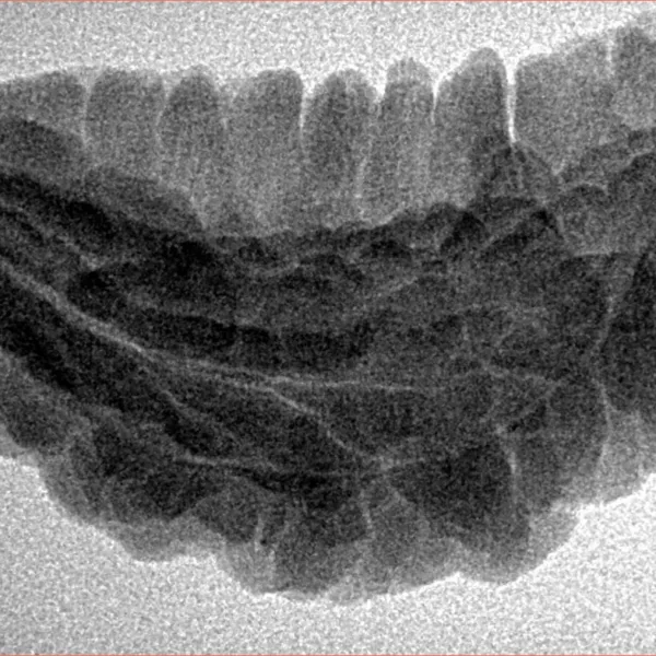 1 Mukhi Rudraksha 33.7mm 4.86gm - Inverse xray
