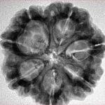 7 Mukhi Rudraksha 25.9mm 5.44gm - Inverse xray