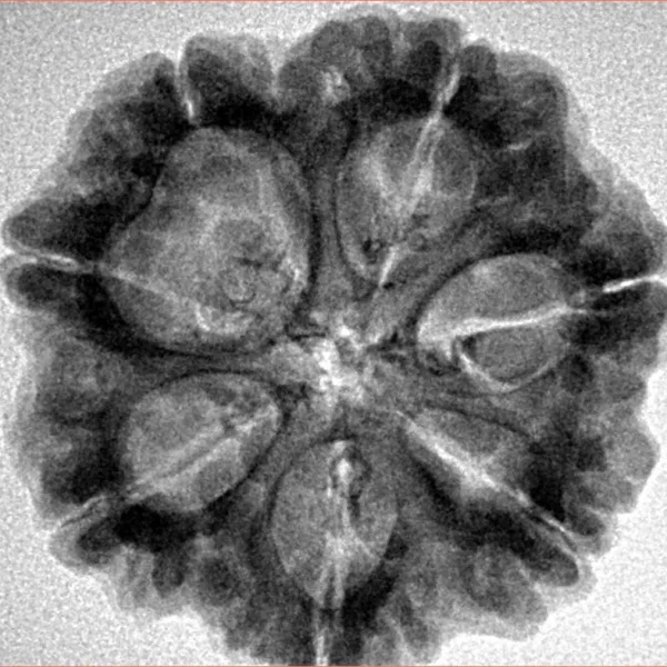 7 Mukhi Rudraksha 25.9mm 5.44gm - Inverse xray