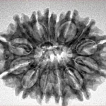 14 Mukhi Rudraksha 27.5mm 3.64gm - Inverse xray