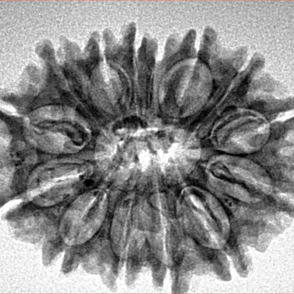 14 Mukhi Rudraksha 27.5mm 3.64gm - Inverse xray