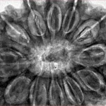 12 Mukhi Rudraksha 36.2mm 10.51gm - Inverse xray