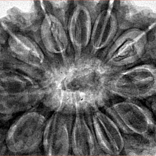 12 Mukhi Rudraksha 36.2mm 10.51gm - Inverse xray